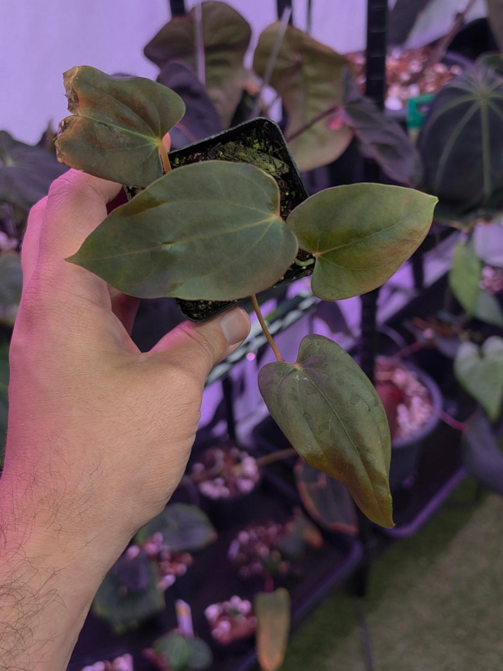 Anthurium Sp. Nov DF clone
