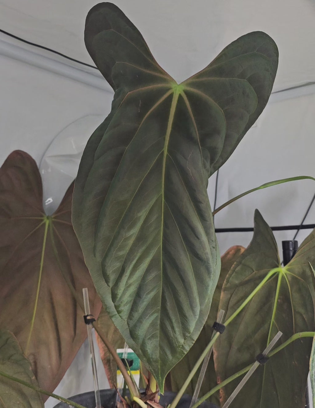 Anthurium Fort sherman x Carlablackiae Wu2 s1 germinated seeds