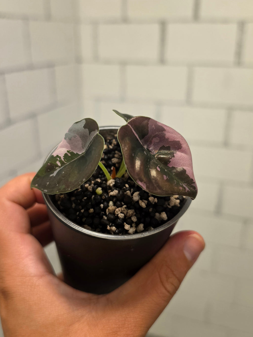 Alocasia Nom Yen pink