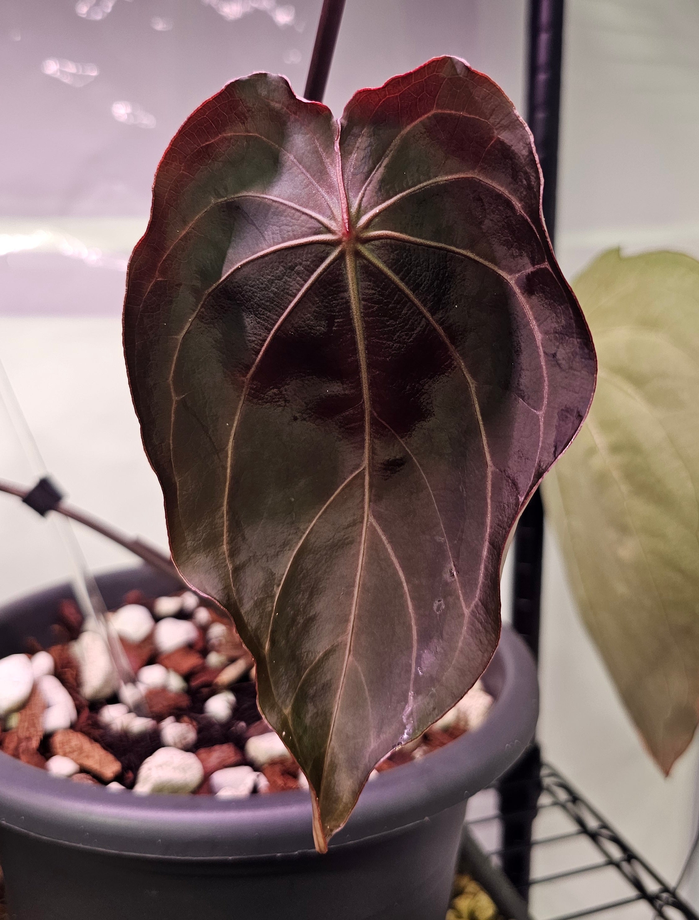 Anthurium BW x RVC