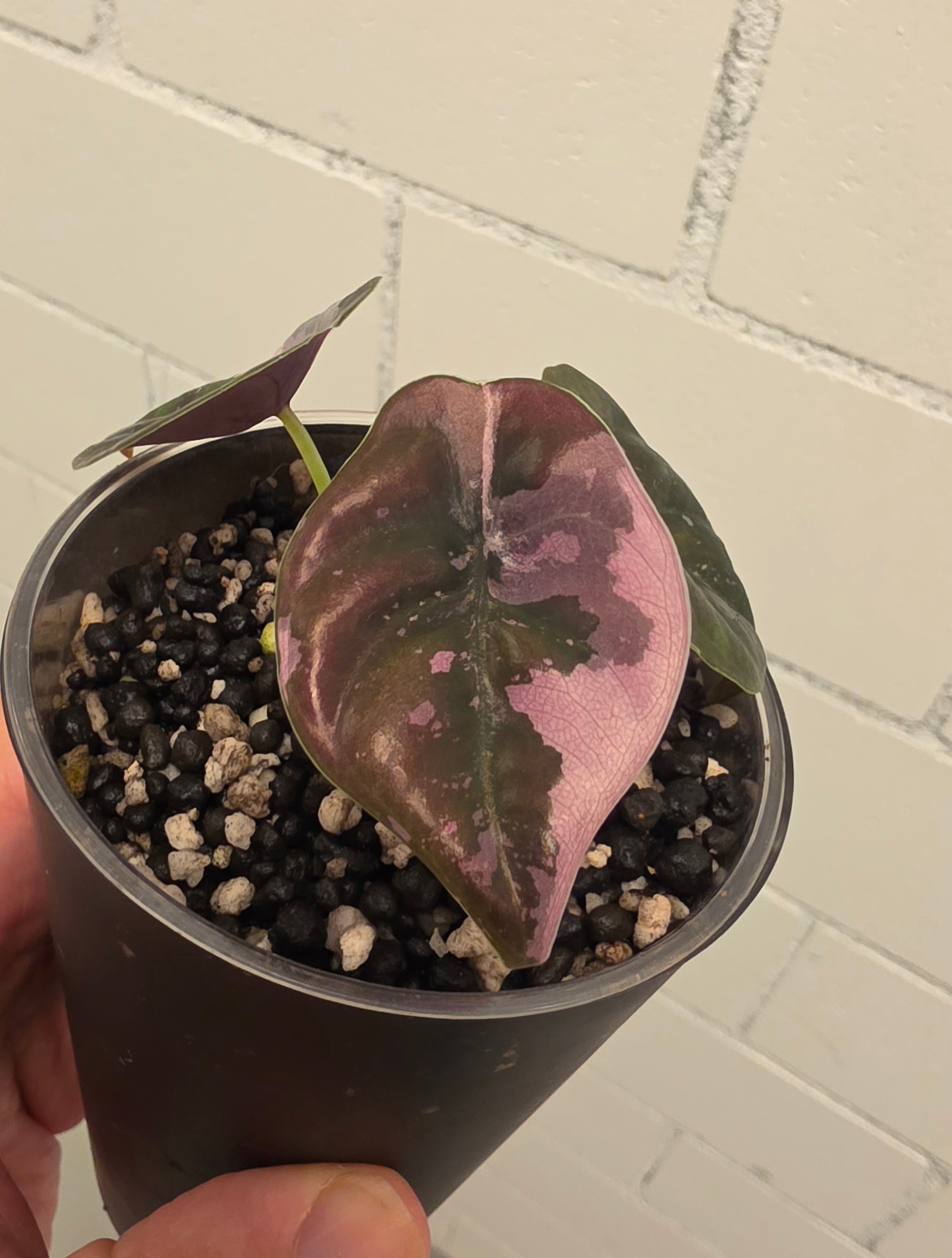 Alocasia Nom Yen pink