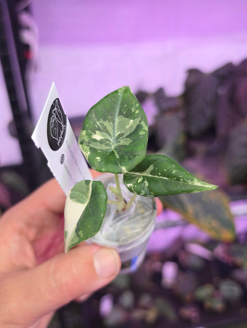 Alocasia Maharani Albo Variegata