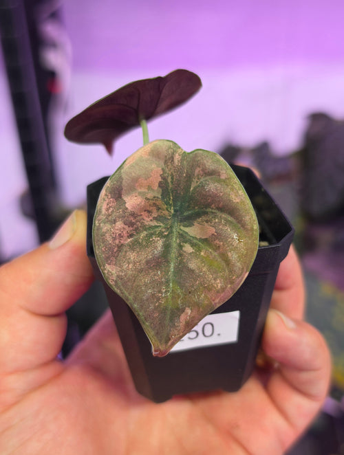 Alocasia Cuprea latte peach variegata