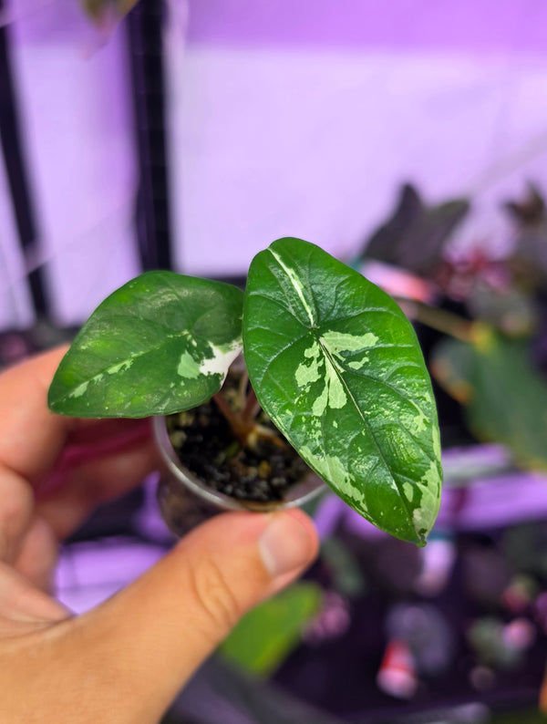 Alocasia Scalprum albo variegata