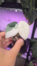 Alocasia Melo albo variegata