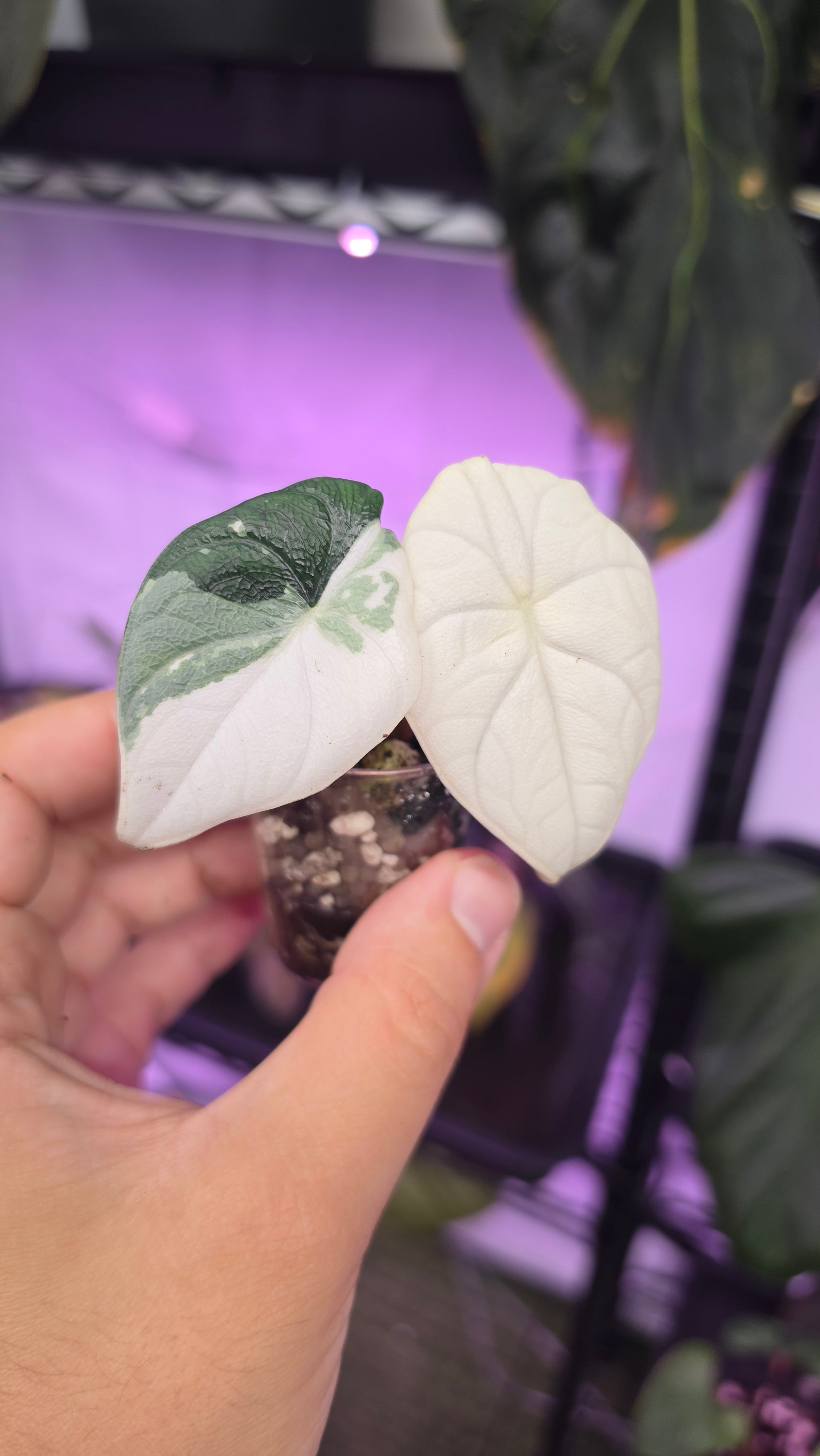 Alocasia Melo albo variegata