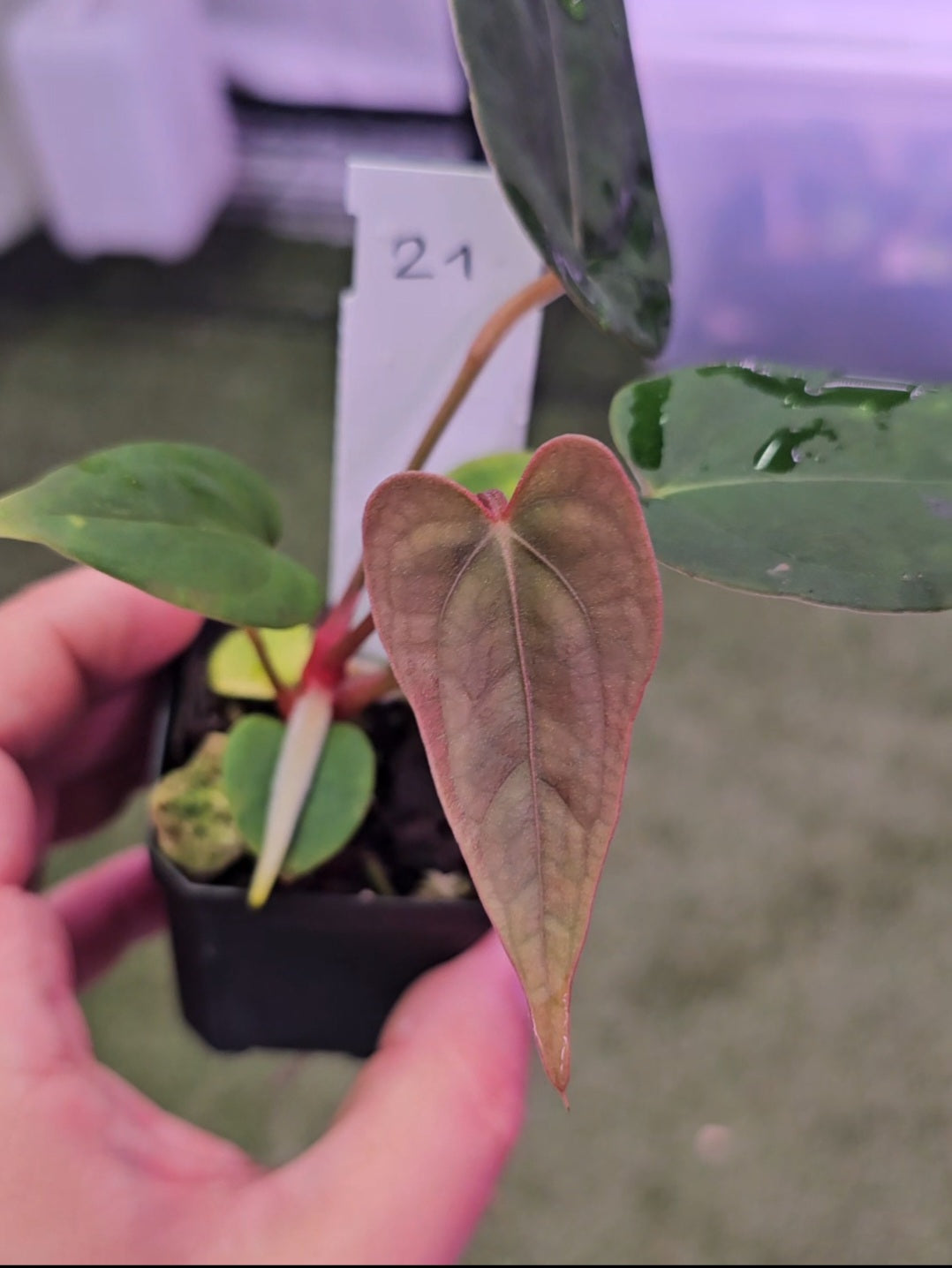 Anthurium Black Widow x Red velvet cake x self