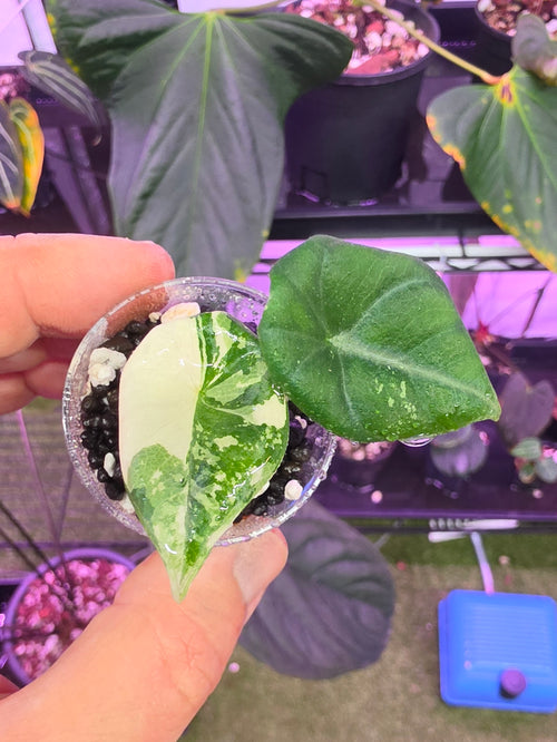 Alocasia Maharani Albo Variegata