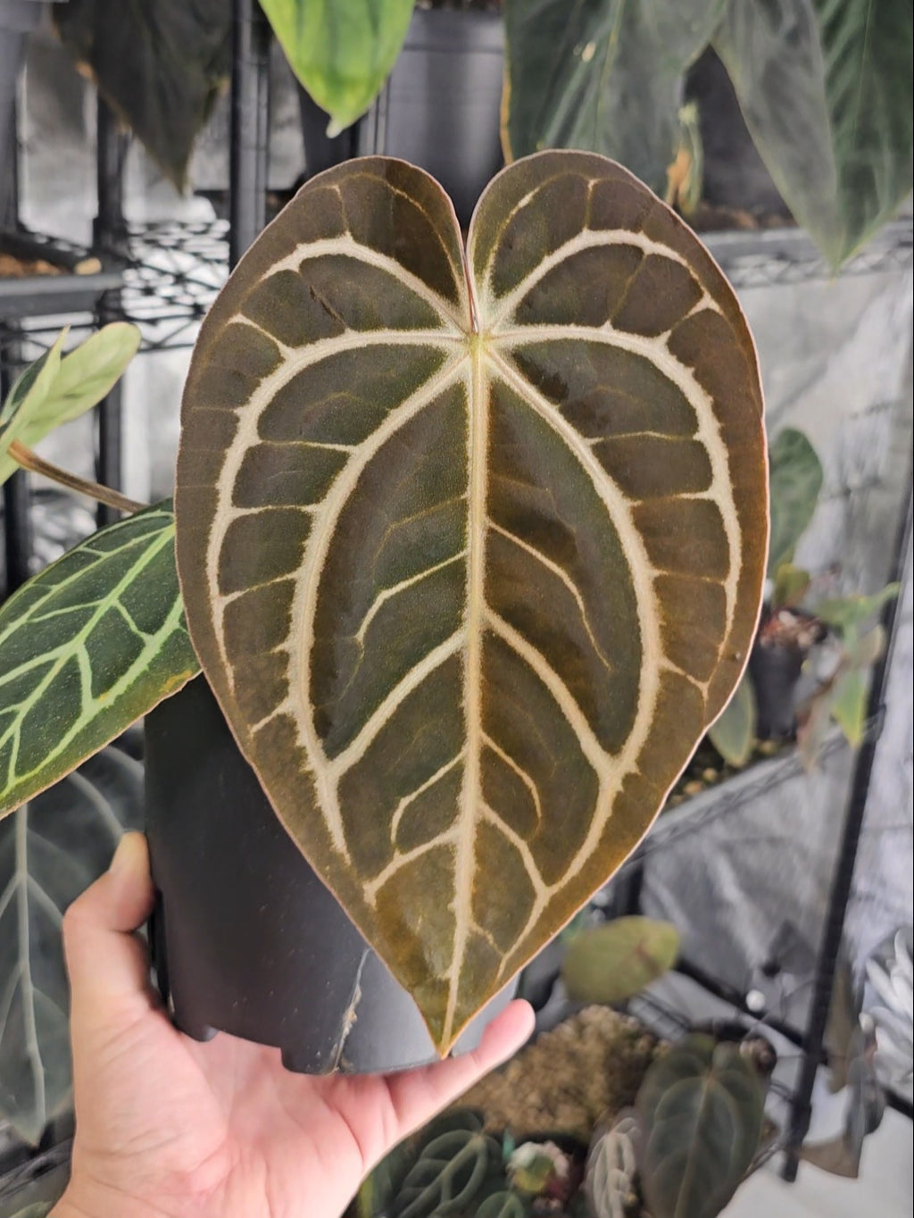 Anthurium Fort sherman x Carlablackiae Wu2 s1 germinated seeds